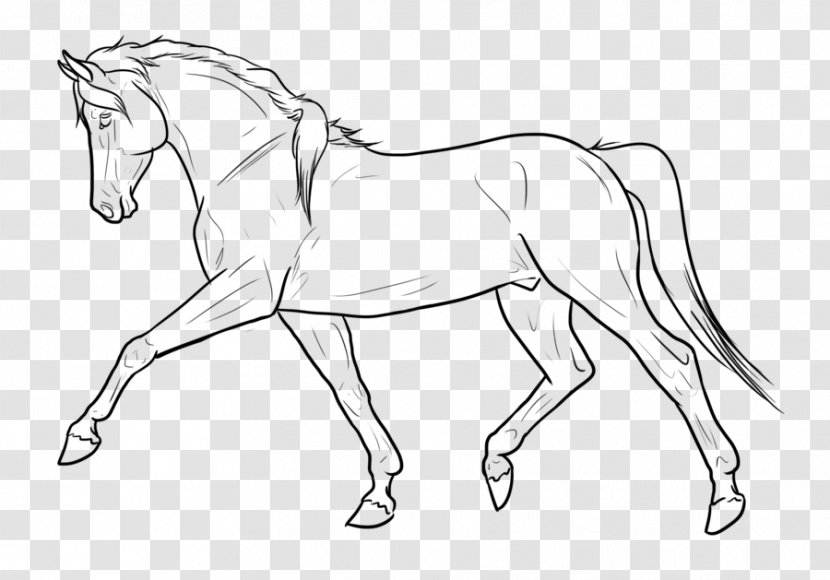 Horse Line Art Drawing - Stallion Transparent PNG