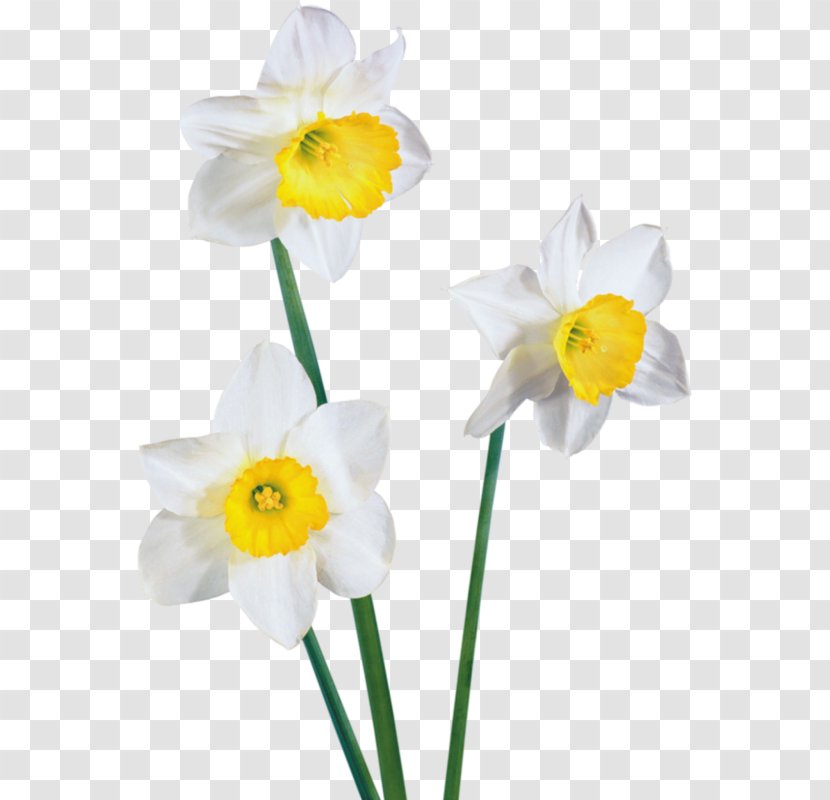 Daffodil Clip Art - Narcissus - Amaryllis Family Transparent PNG