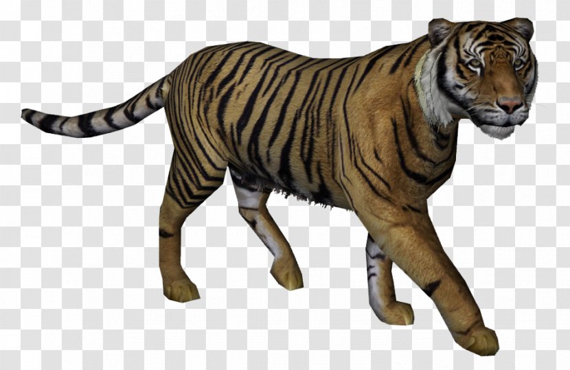 Javan Tiger Felidae Bali Cat - Panthera Transparent PNG
