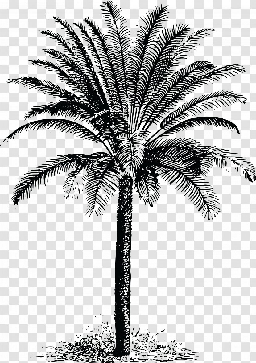 Cycad Drawing Clip Art - Plant Stem - Lush Trees Transparent PNG