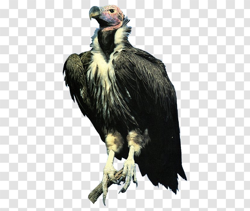Condor Bald Eagle Lappet-faced Vulture Transparent PNG