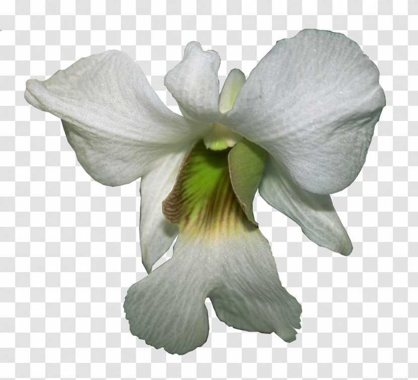 JPEG Clip Art Orchids Long Gallery - Dendrobium - Outline Transparent PNG