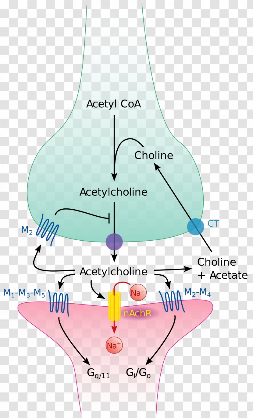 The Cholinergic Synapse Acetylcholine Neurotransmitter - Silhouette - Brain Transparent PNG