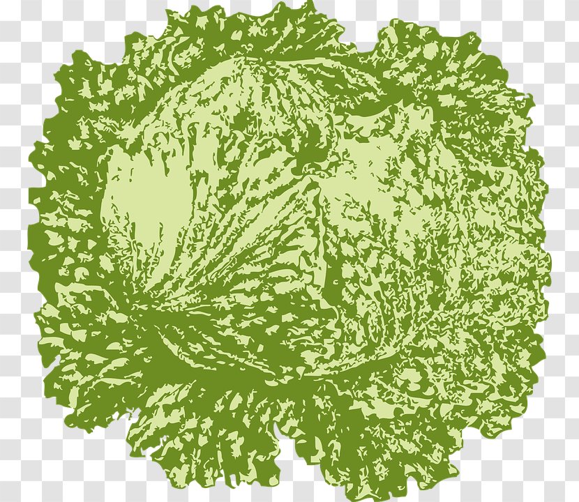 Iceberg Lettuce Leaf Vegetable Clip Art - Painted Cabbage Transparent PNG