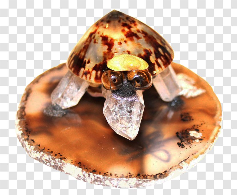 Turtle Tortoise Reptile Animal Spirit - Tortoide Transparent PNG