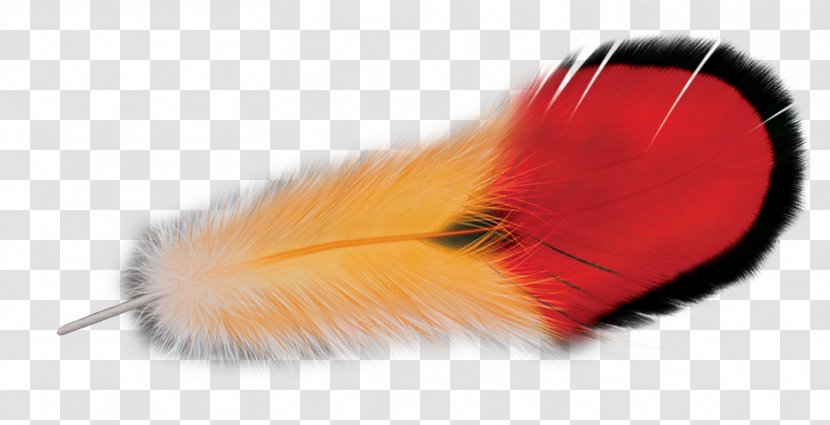 Feather - Orange Transparent PNG