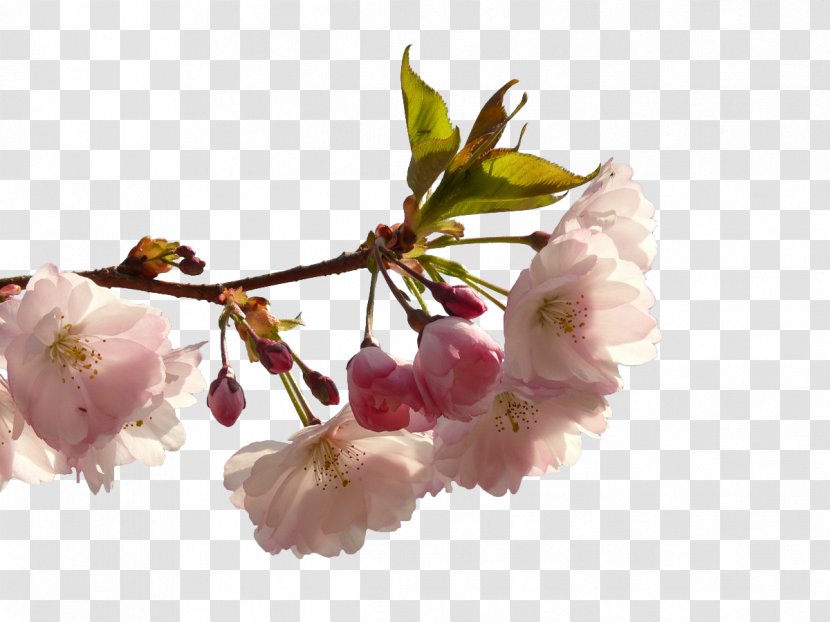 Prunus Serrulata Cerasus Cherry Blossom - Spring - White Blossoms Transparent PNG