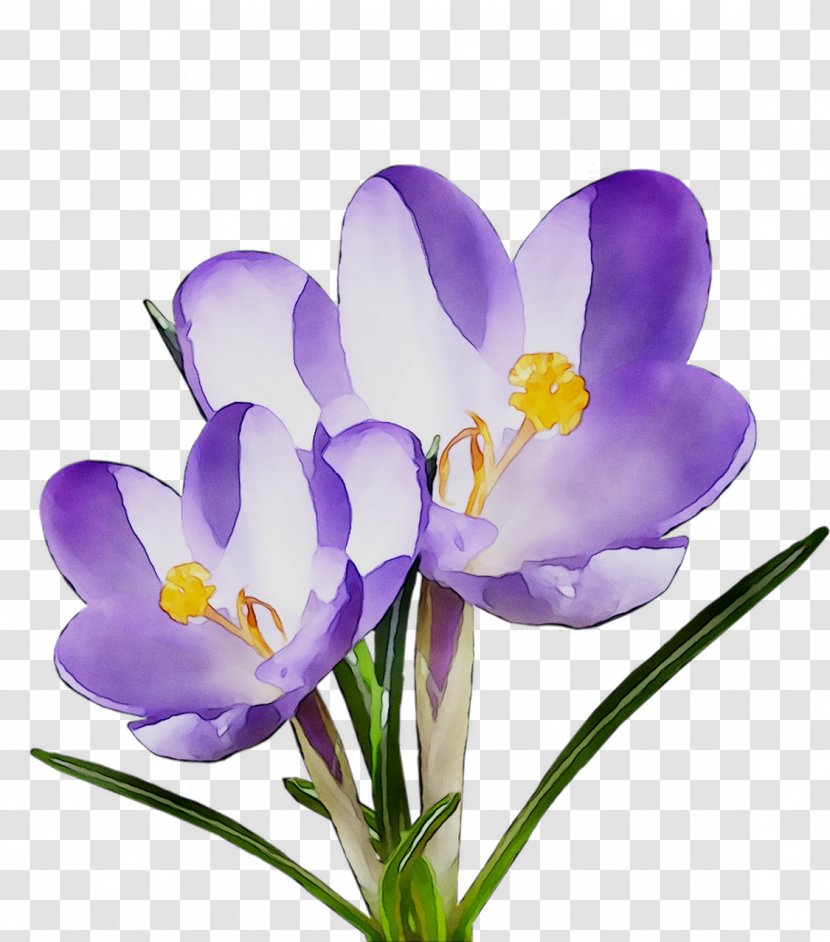 Crocus Cut Flowers Herbaceous Plant Plants - Purple - Petal Transparent PNG