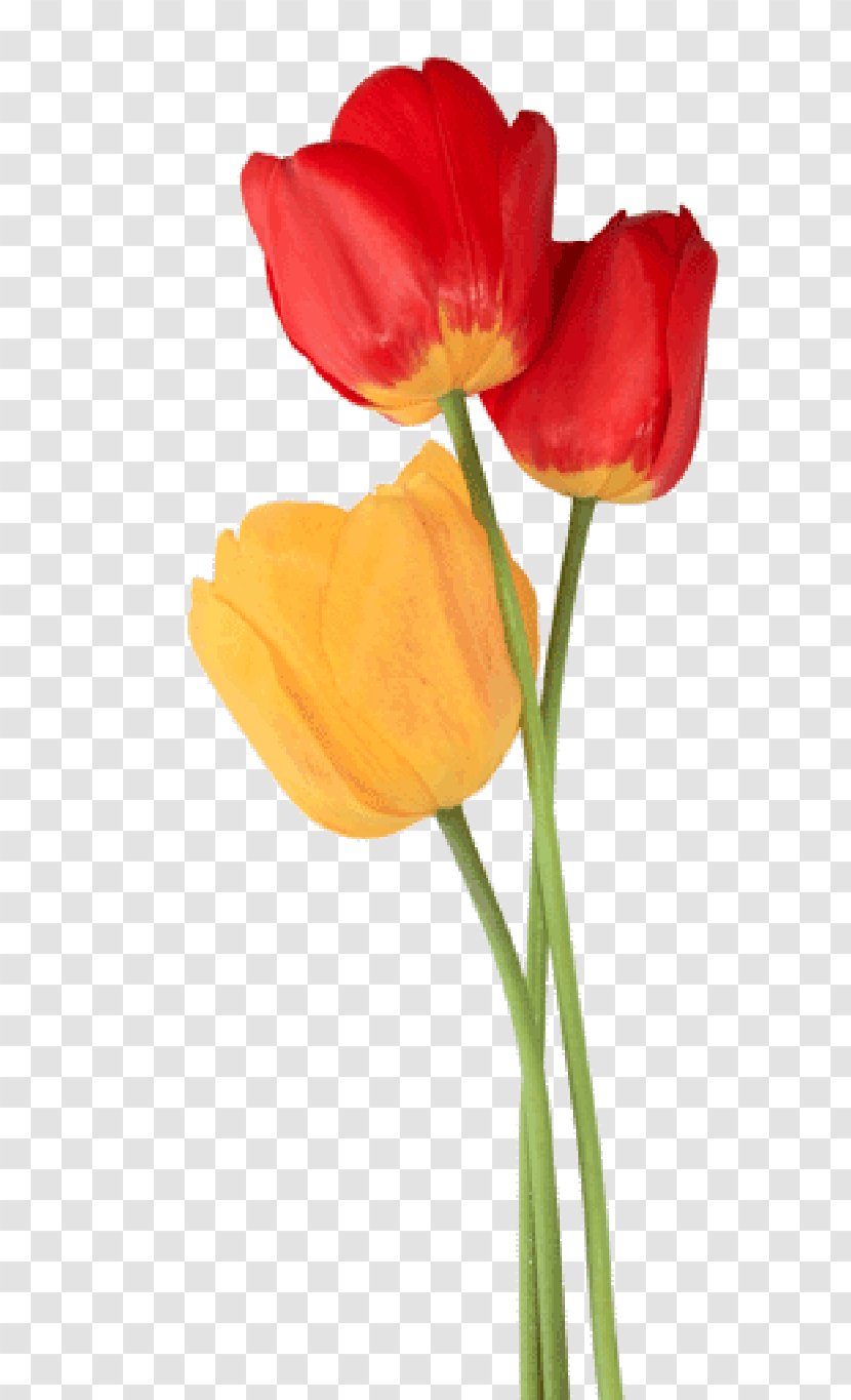 Tulip Clip Art - Photography - Wedding Anniversary Transparent PNG