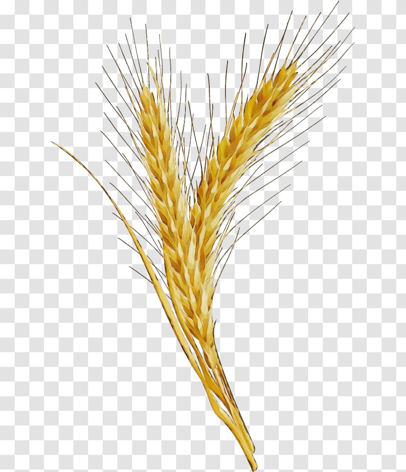 Wheat - Food Grain - Rye Transparent PNG