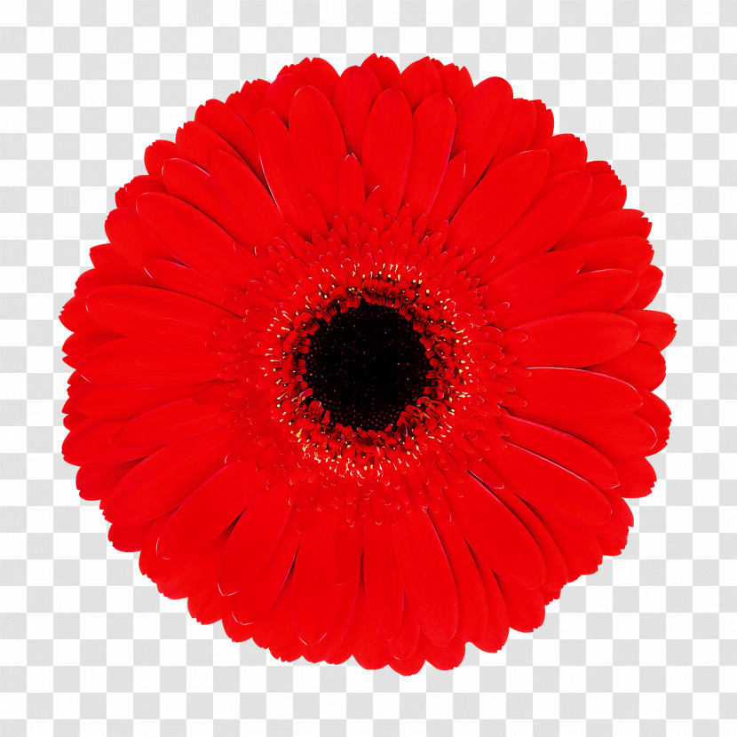 Gerbera Red Flower Plant Coquelicot Transparent PNG