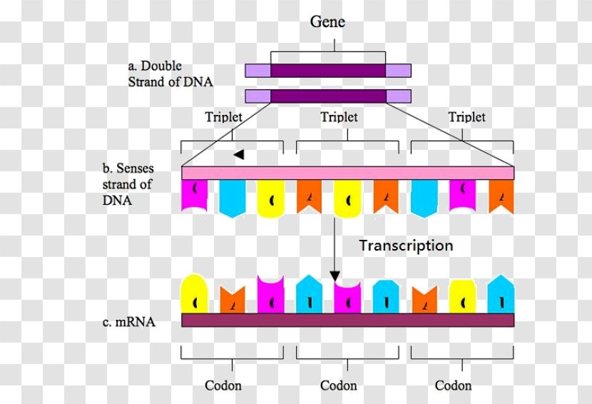 Codon DNA Genetic Code Biology Transcription - Heart - DNA-molecule Transparent PNG