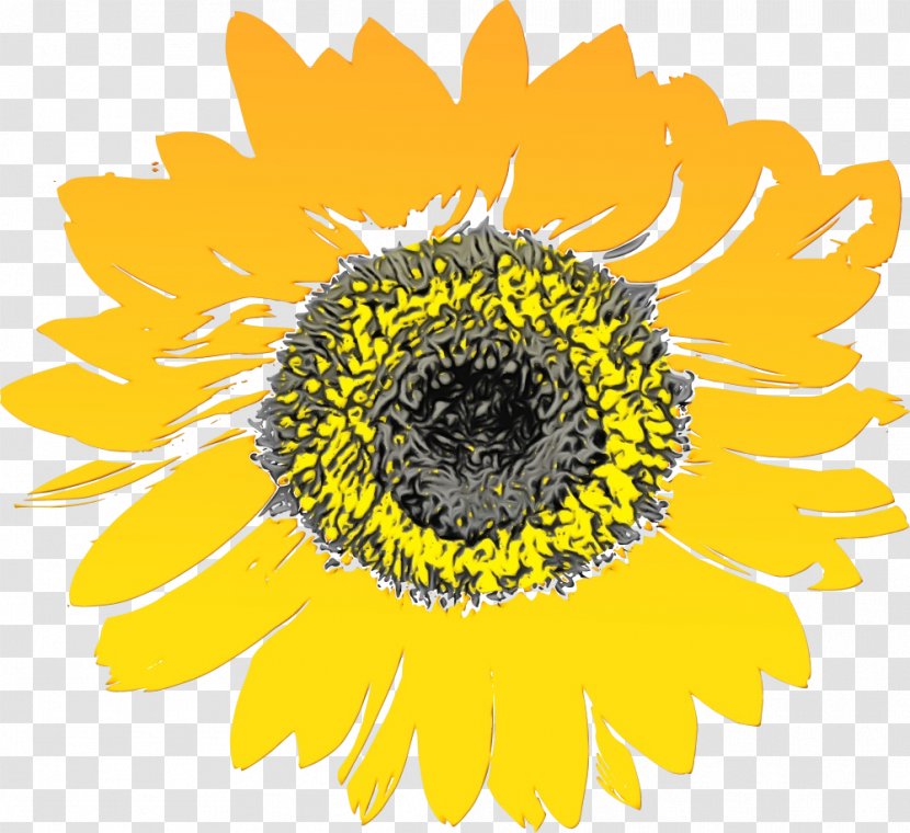 Drawing Of Family - Gerbera - Petal Transparent PNG