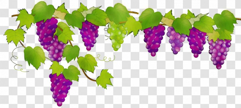 Grape Leaf Flower Purple Grapevine Family - Leaves Seedless Fruit Transparent PNG