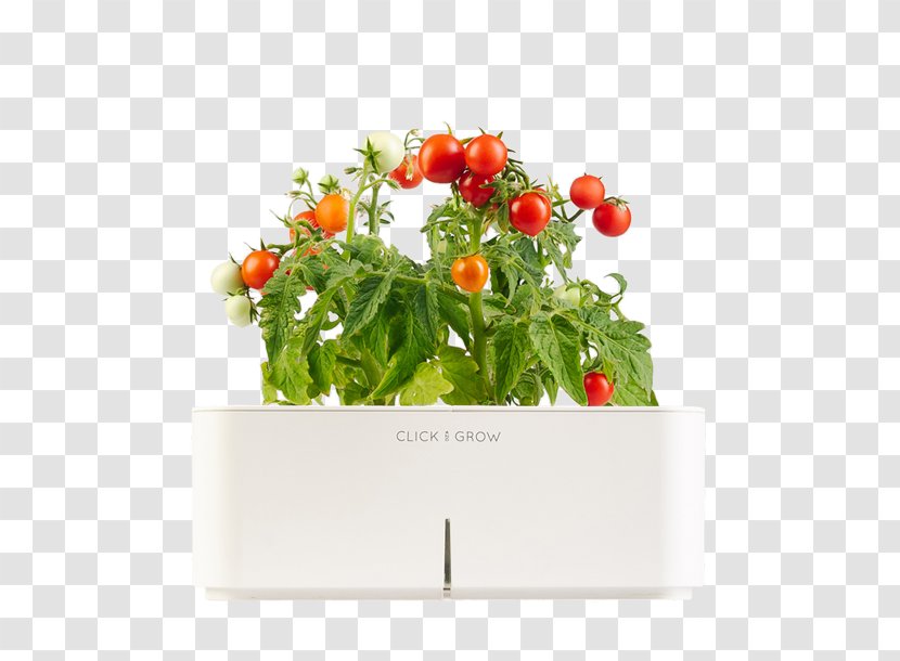 Vegetable Gardening Herb Growing Fruit - Basil - Water Tomatoes Transparent PNG