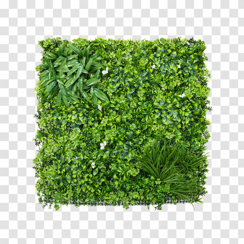 Parsley Shrub - Herb - Trifolium Transparent PNG