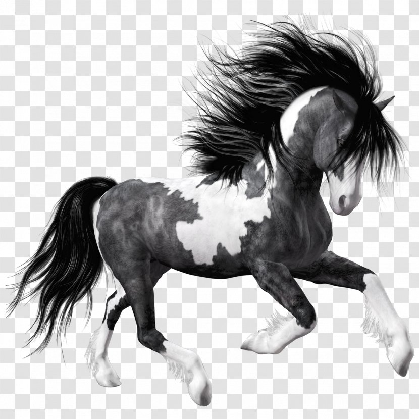 Mustang Andalusian Horse Arabian Stallion American Paint - Pony Transparent PNG