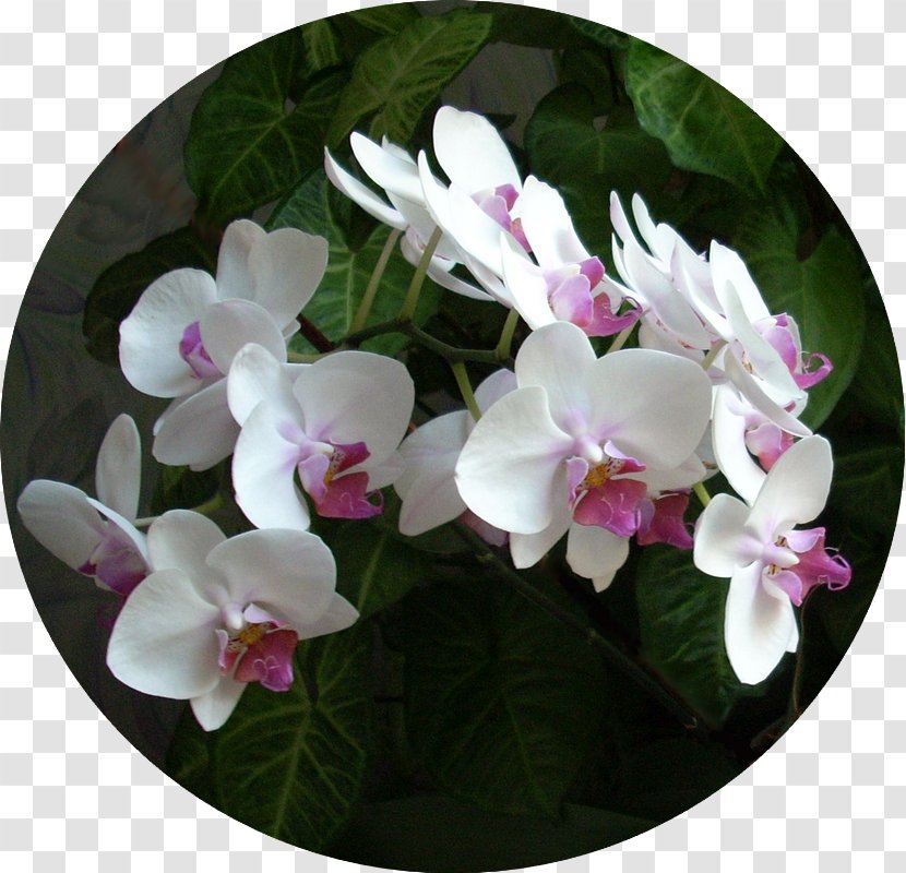 Moth Orchids - Plant - Orchid TREE Transparent PNG