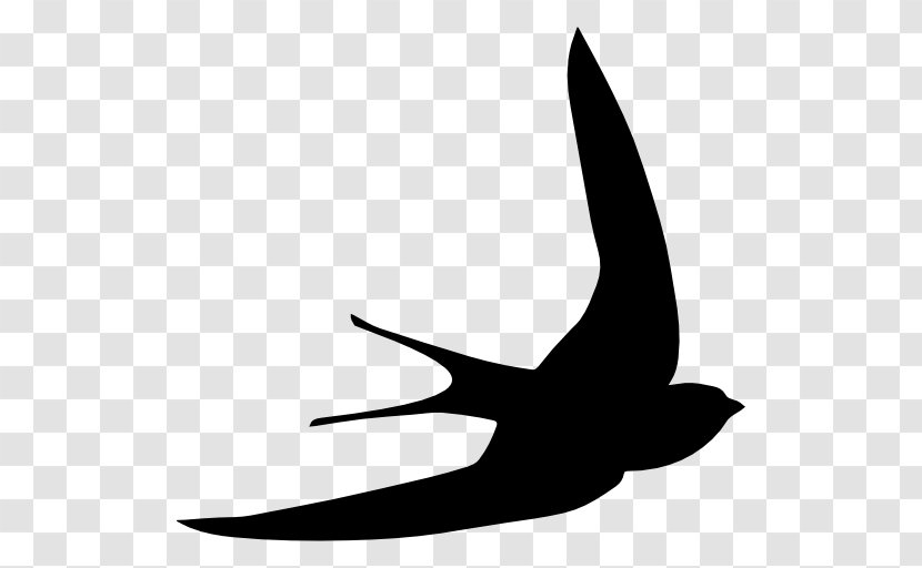 Bird Swallow Common Swift Swiftlet Shape - Beak Transparent PNG