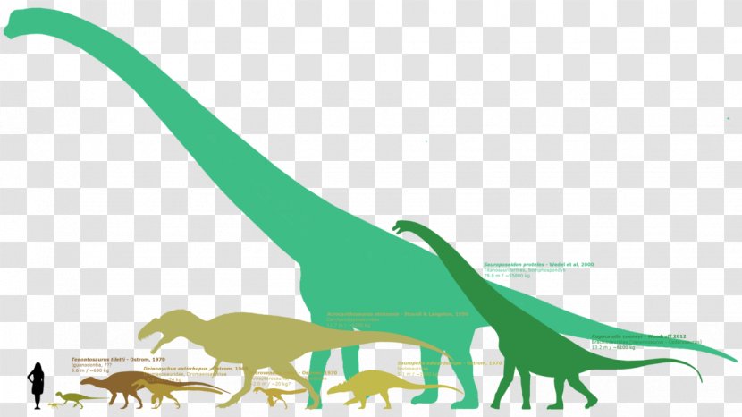 Sauroposeidon Cloverly Formation Argentinosaurus Tenontosaurus Supersaurus - Tail - Breviparopus Transparent PNG