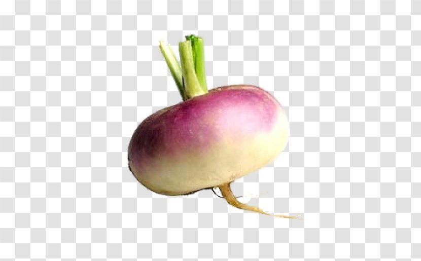 Turnip Root Vegetables Rutabaga Eating - Taproot - Turniphd Transparent PNG