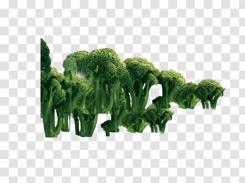 Broccoli Vegetable Transparent PNG
