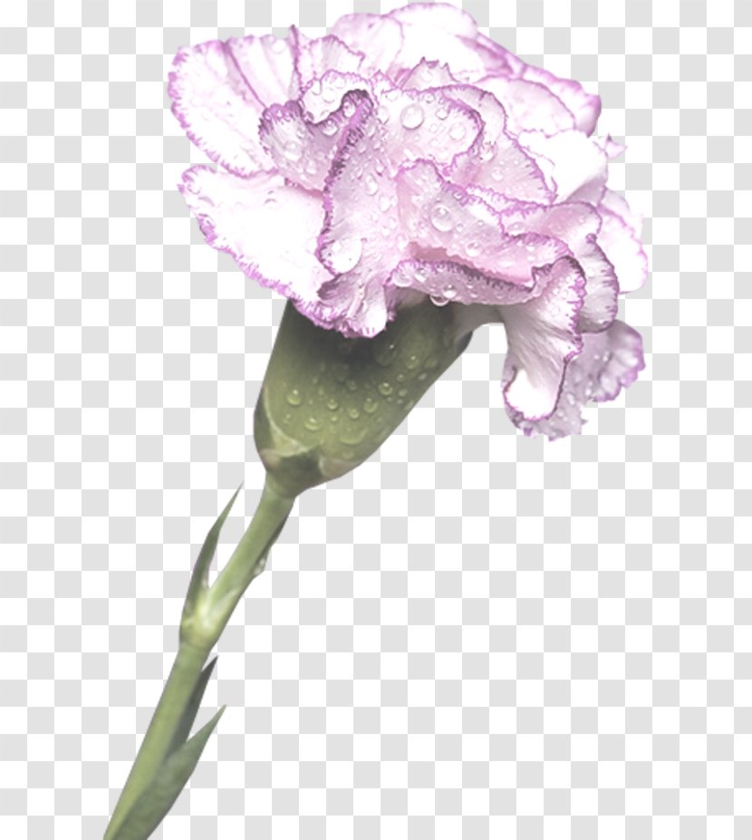 Carnation Cut Flowers Clip Art - Rose Family - Flower Transparent PNG