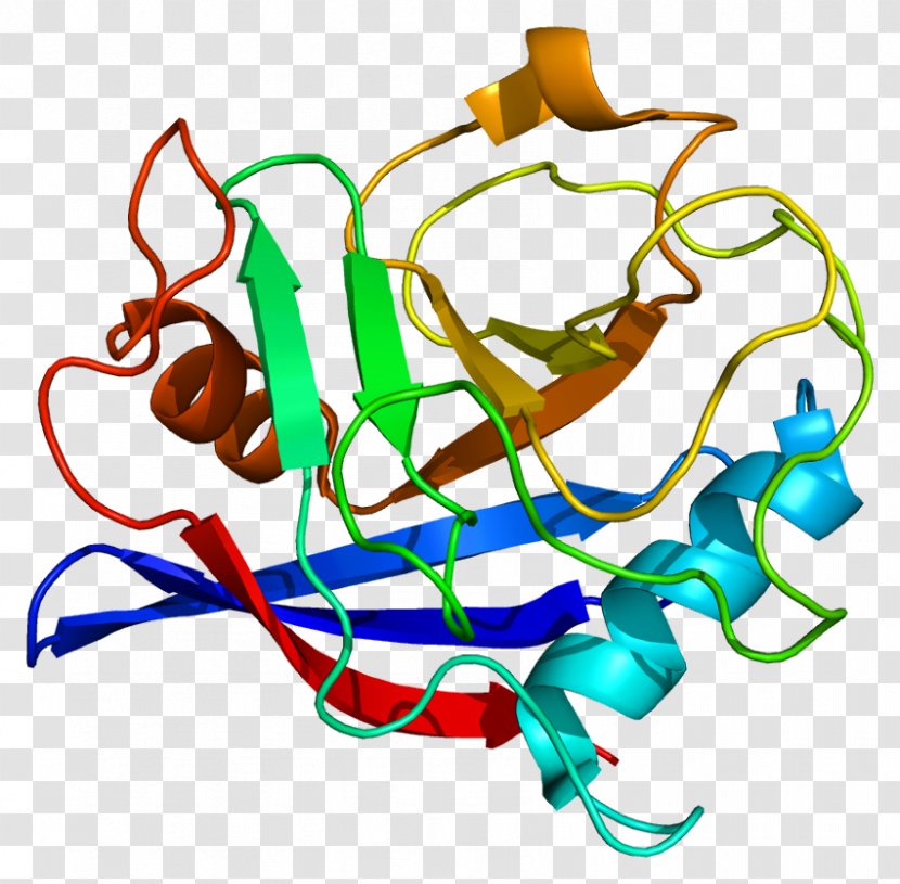 PPIE Wikipedia Peptidylprolyl Isomerase E (cyclophilin E) Protein - Cartoon - Watercolor Transparent PNG