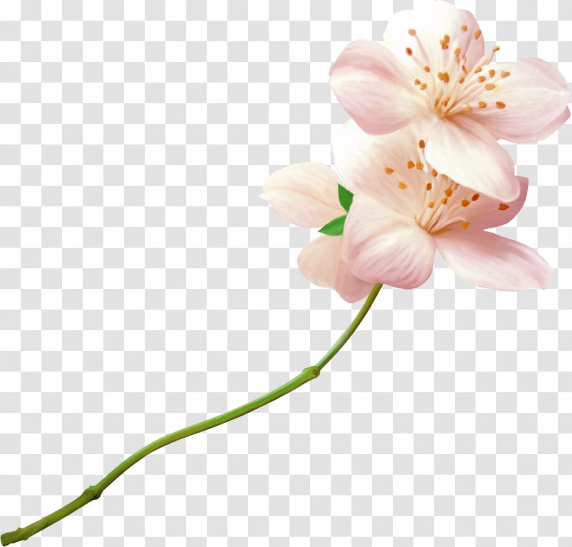 Flower Bouquet Butterfly Clip Art - Cherry Blossom - Flover Transparent PNG