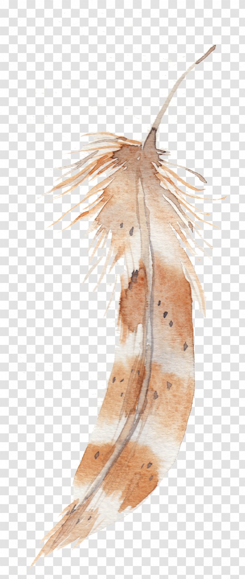 Feather Watercolor Painting - Invertebrate Transparent PNG