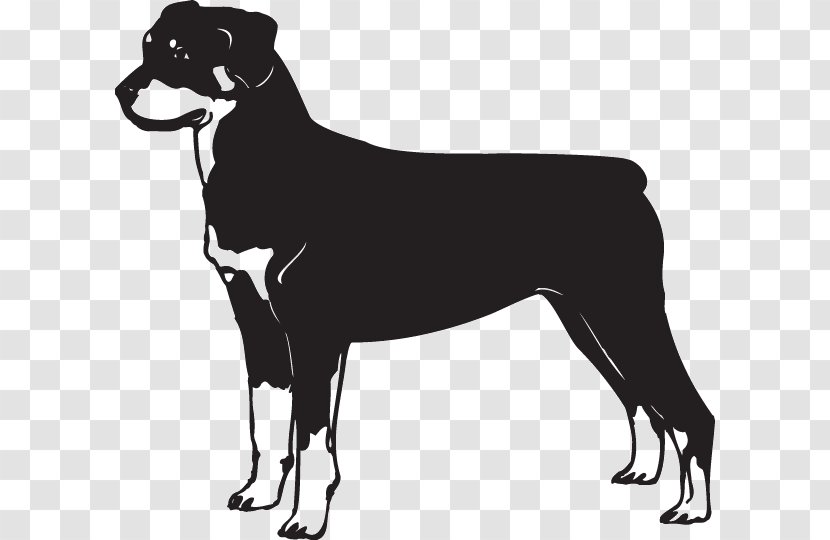 Rottweiler German Shepherd Dobermann Great Dane Bulldog - Vertebrate - Puppy Transparent PNG