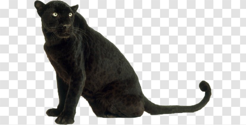 Leopard Panther Jaguar Cat Tiger - Black Transparent PNG
