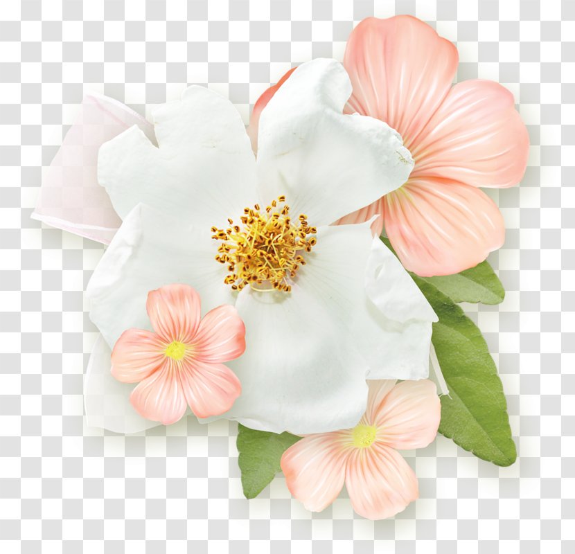 Rosemallows Rose Family Blossom Cut Flowers Petal - Cherry Transparent PNG