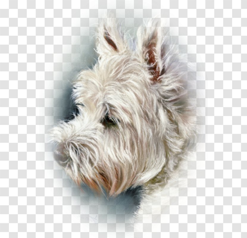 Glen West Highland White Terrier Cairn Scottish Soft-coated Wheaten - Miniature Schnauzer - Painting Transparent PNG