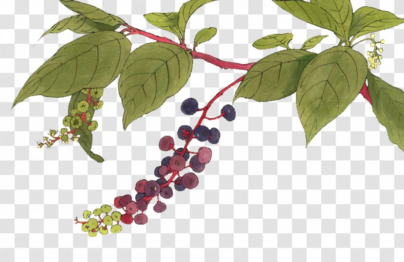 Adobe Illustrator - Branch - Hand-painted Blueberry Transparent PNG