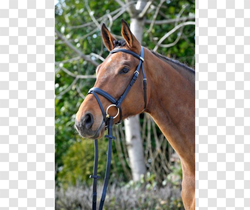 Horse Tack Bridle Rein Equestrian - Mane Transparent PNG