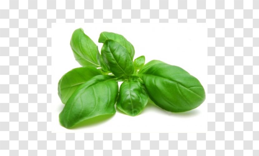 Thai Basil Pesto Herb Holy - Ingredient - Leaf Transparent PNG