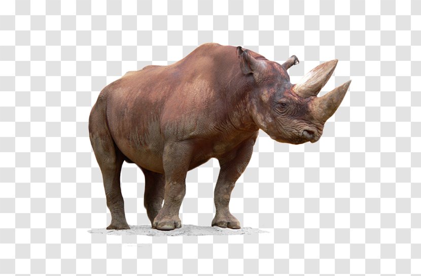 Black Rhinoceros Horn - Free To Pull The Material Rhino Image Transparent PNG