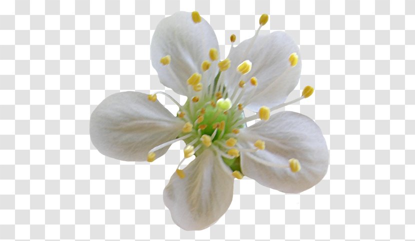 Flower Tsvetushchiy Clip Art - Cerasus Transparent PNG