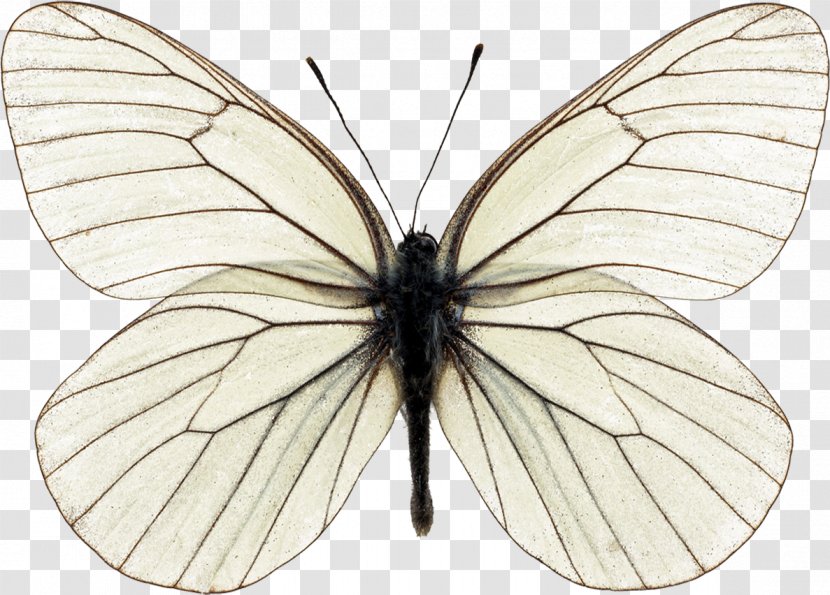 Butterfly Stock Photography Insect Morpho - Symmetry - Papillon Transparent PNG