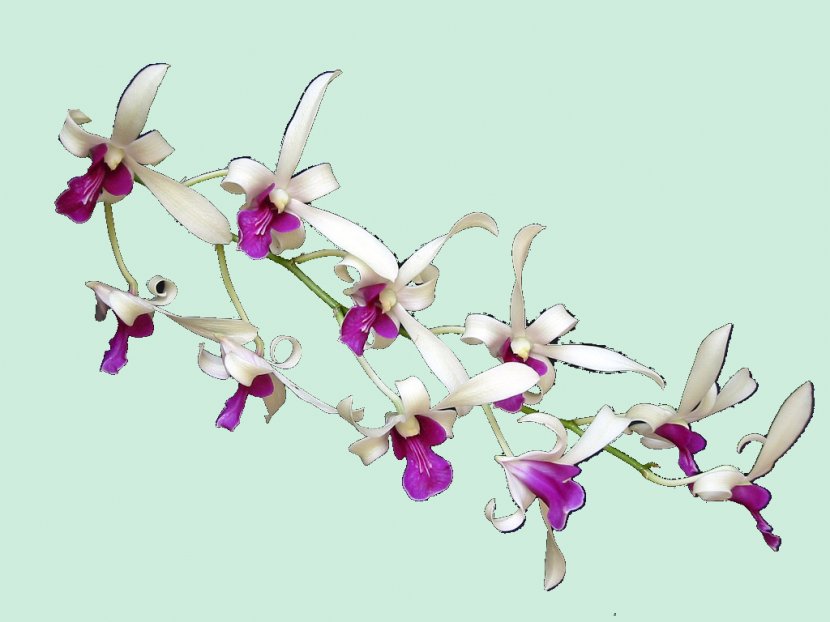 Moth Orchids Floral Design Cut Flowers Body Jewellery - Flower Transparent PNG