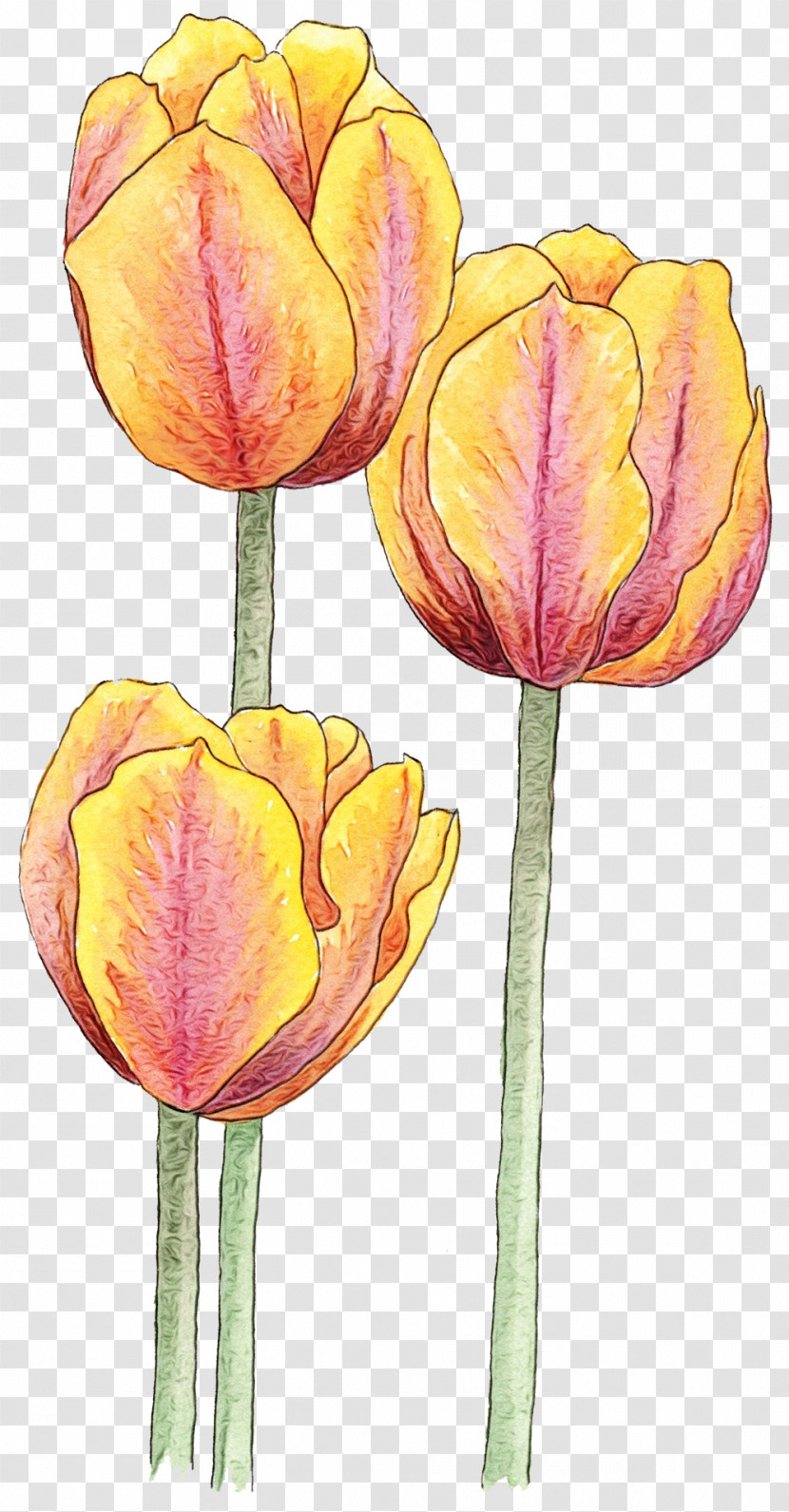 Tulip Flower Petal Yellow Plant Transparent PNG