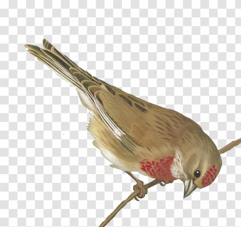 Bird European Greenfinch Clip Art - Beak - Watercolor Transparent PNG