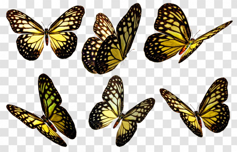 DeviantArt Artist - Pollinator - Butterflies Clip Art Transparent PNG