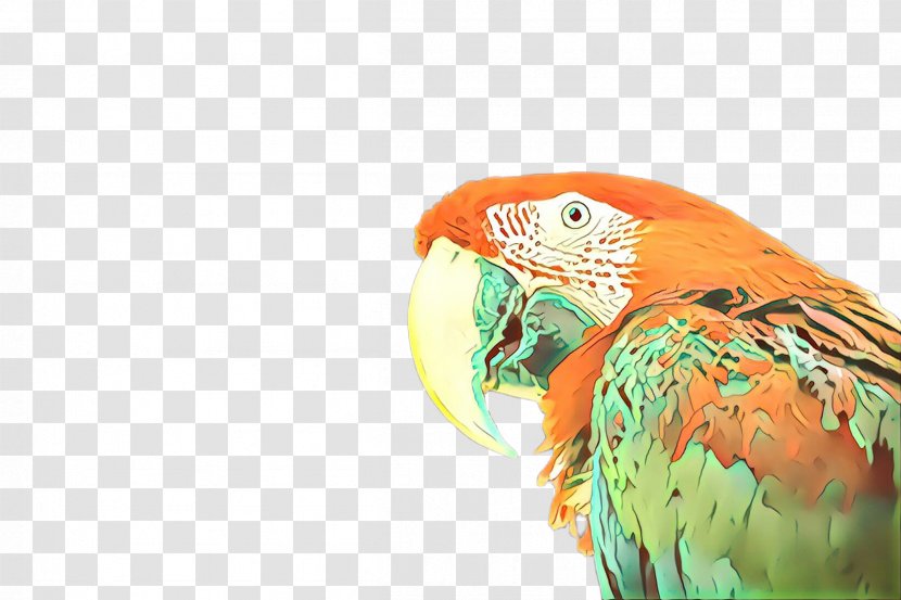 Bird Macaw Parrot Beak Parakeet - Budgie Transparent PNG