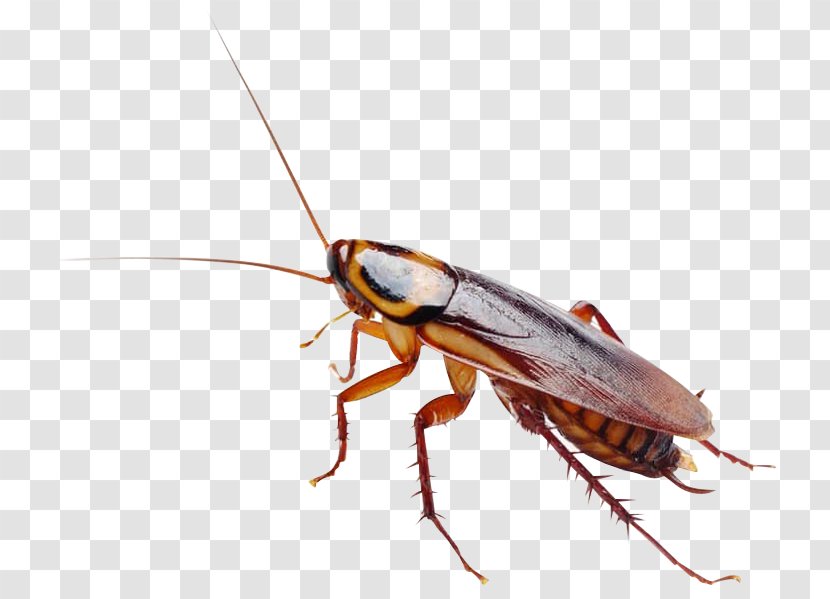 Massachusetts Cockroach Insect Rat Pest Control Transparent PNG