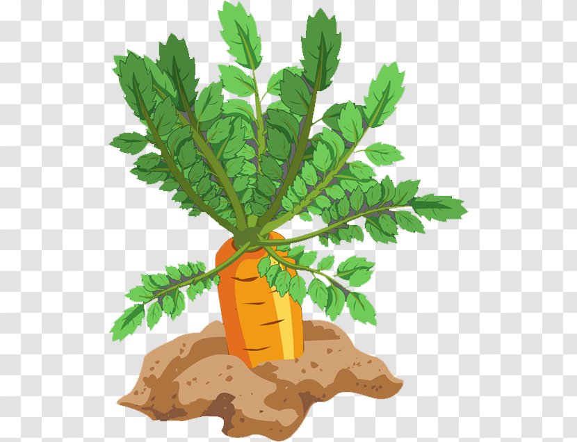 Carrot Leaf Vegetable Food - Plant Transparent PNG