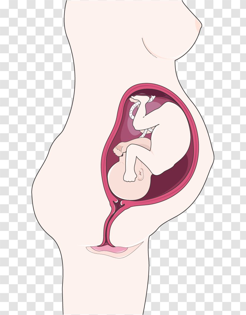 Fetus Immune System Pregnancy Shoulder Dystocia Anterior - Watercolor Transparent PNG