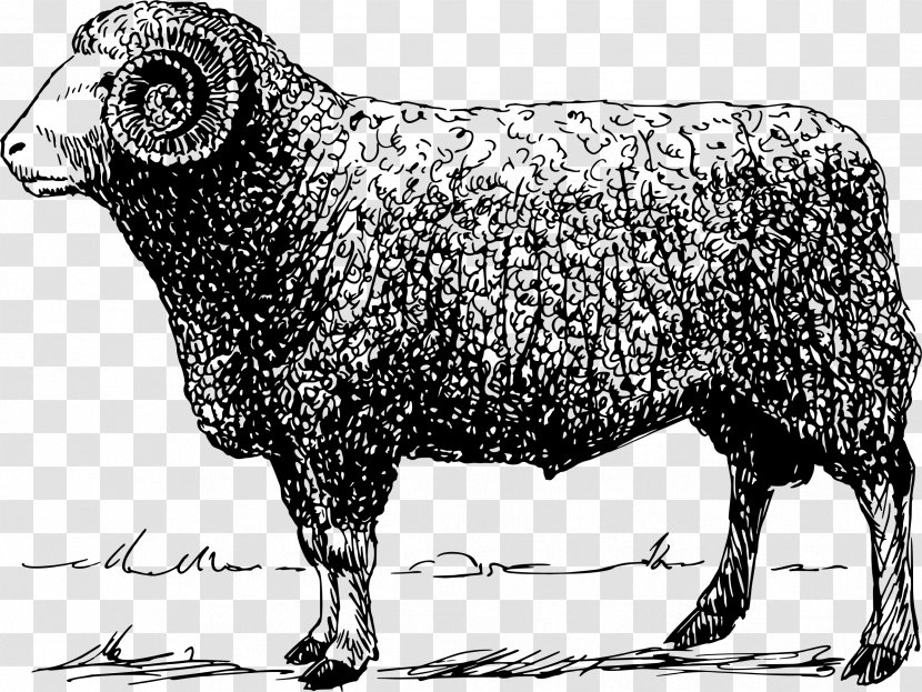 Public Domain Sheep Clip Art - Livestock Transparent PNG
