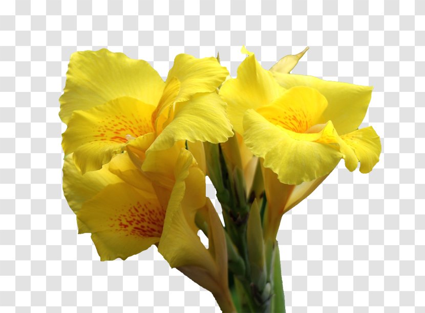 Canna Indica Flower Icon - Cattleya - Cannabis Pictures Transparent PNG